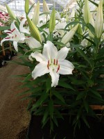 [4245 Universe EVR No01.JPG]